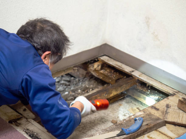 Best Bathroom Mold Remediation in Pecatonica, IL