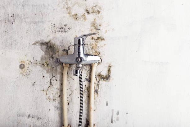 Best Basement Mold Remediation in Pecatonica, IL