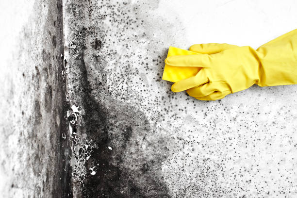 Best Post-Flood Mold Remediation in Pecatonica, IL