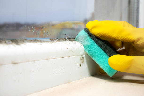 Best Attic Mold Remediation in Pecatonica, IL