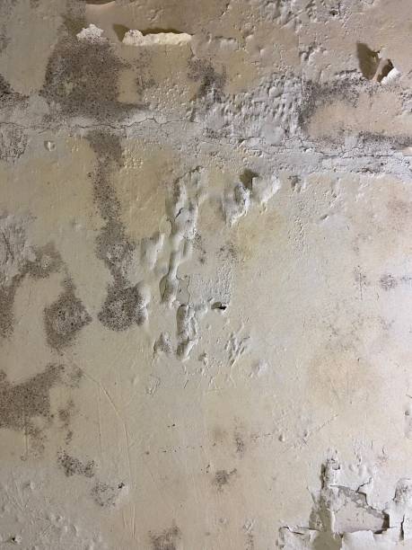 Best White Mold Remediation in Pecatonica, IL