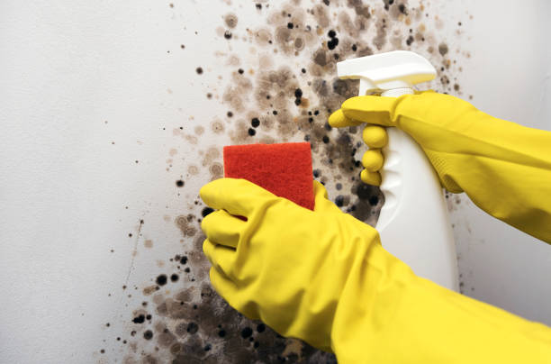 Best Industrial Mold Remediation in Pecatonica, IL