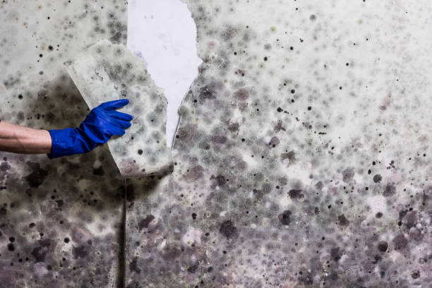 Best Emergency Mold Remediation in Pecatonica, IL